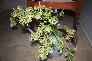 Papaya flowers in watering can