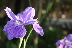 Iris in sunshine