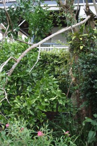 We lost a few small branches from some trees.