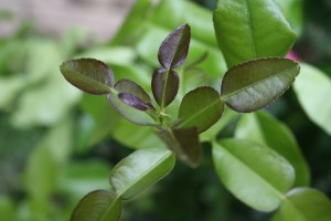 Kaffir lime leaves