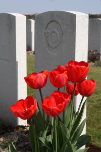 Red tulips beside grave