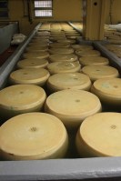 The cheese soaking in the brine bath.