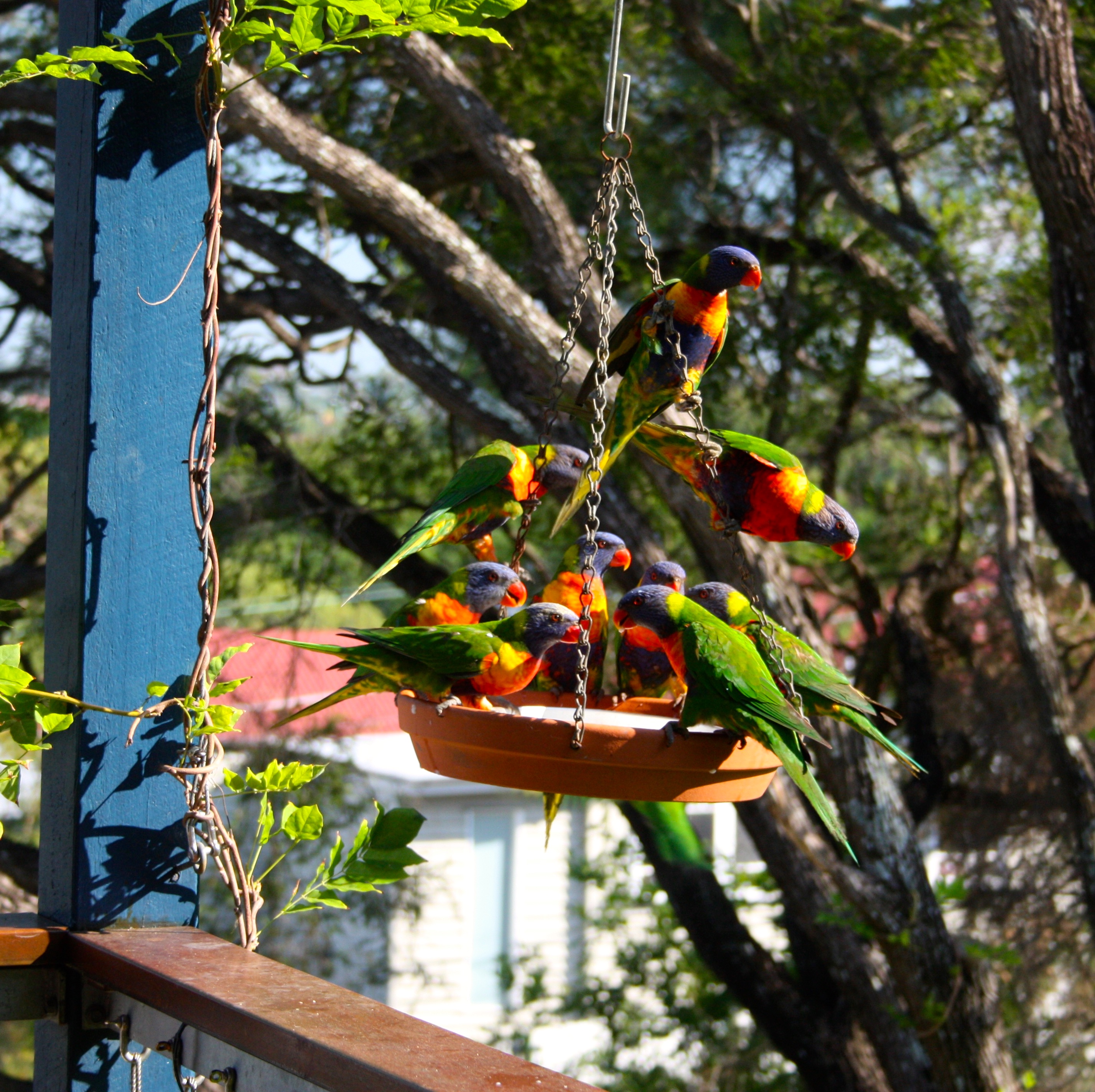 Feeding Lorikeets