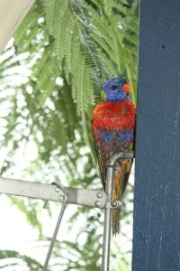 I wish I had an umbrella - Feathers cannot withstand cyclonic rains