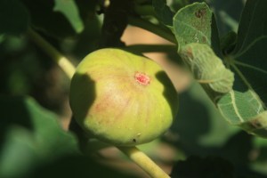 A ripe fig nestling in the leaf axil