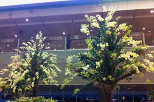 Slightly blurry photo by a bleary eyed traveller yet the flowers made you feel absolutely wonderful. 