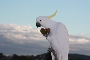 Cockatoo eating passionfruit (1)