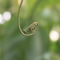 Passionfruit tendril