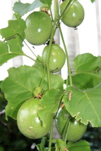 Passionfruit growing on support