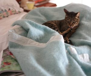 Cat having Blanket Date