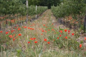 Poppies in field, France