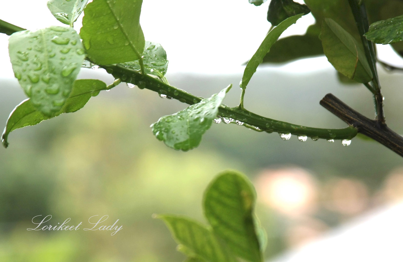 Web,-Watermark_Raindrops-on-Citrus