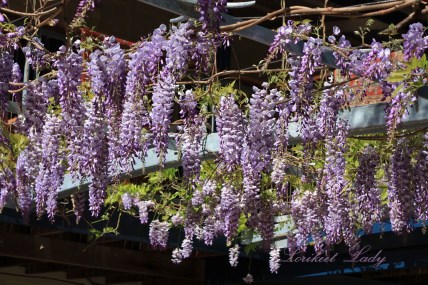 Wisteria 2nd year flowering