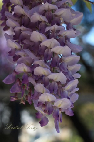 Wisteria blooms closeup 2