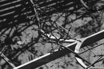 Wisteria buds trimmed