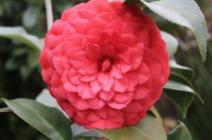 Camellia