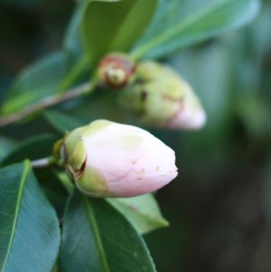 Web-white-camellia-bud