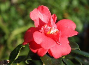 Web_Great-Eastern-pink-camellia