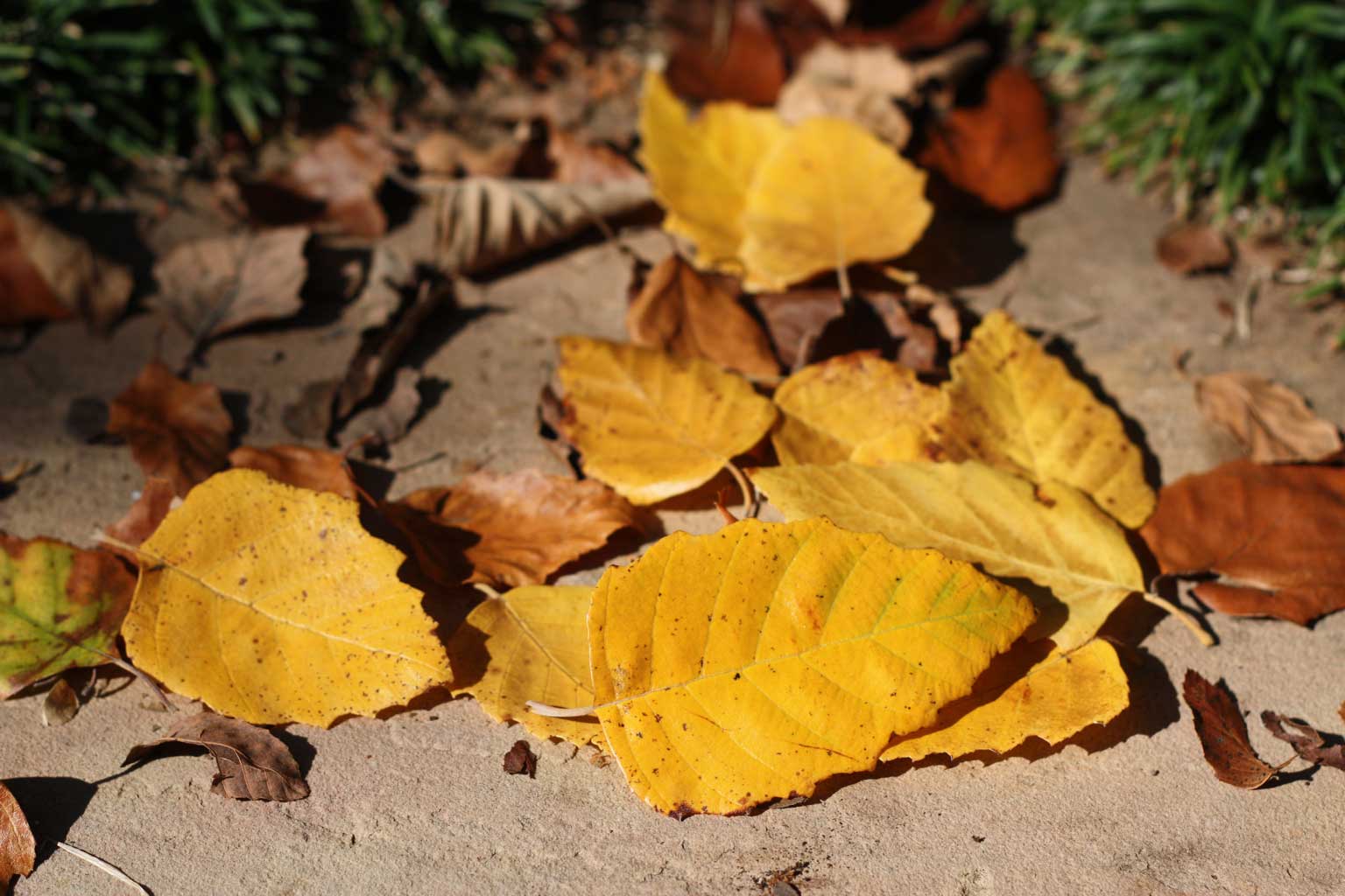 Web-autumn-birchleaves9475