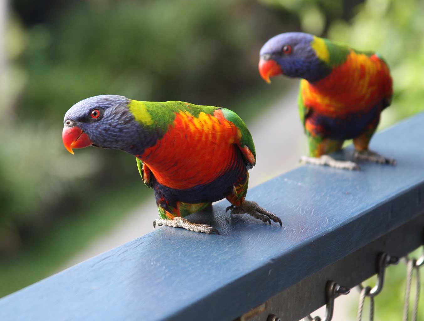 Web-Lorikeets_9234-2