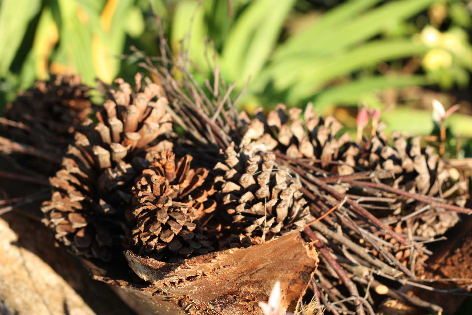 Web_pinecones_9470