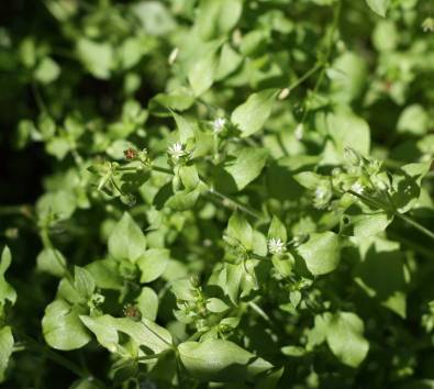 Web_chickweed-flower