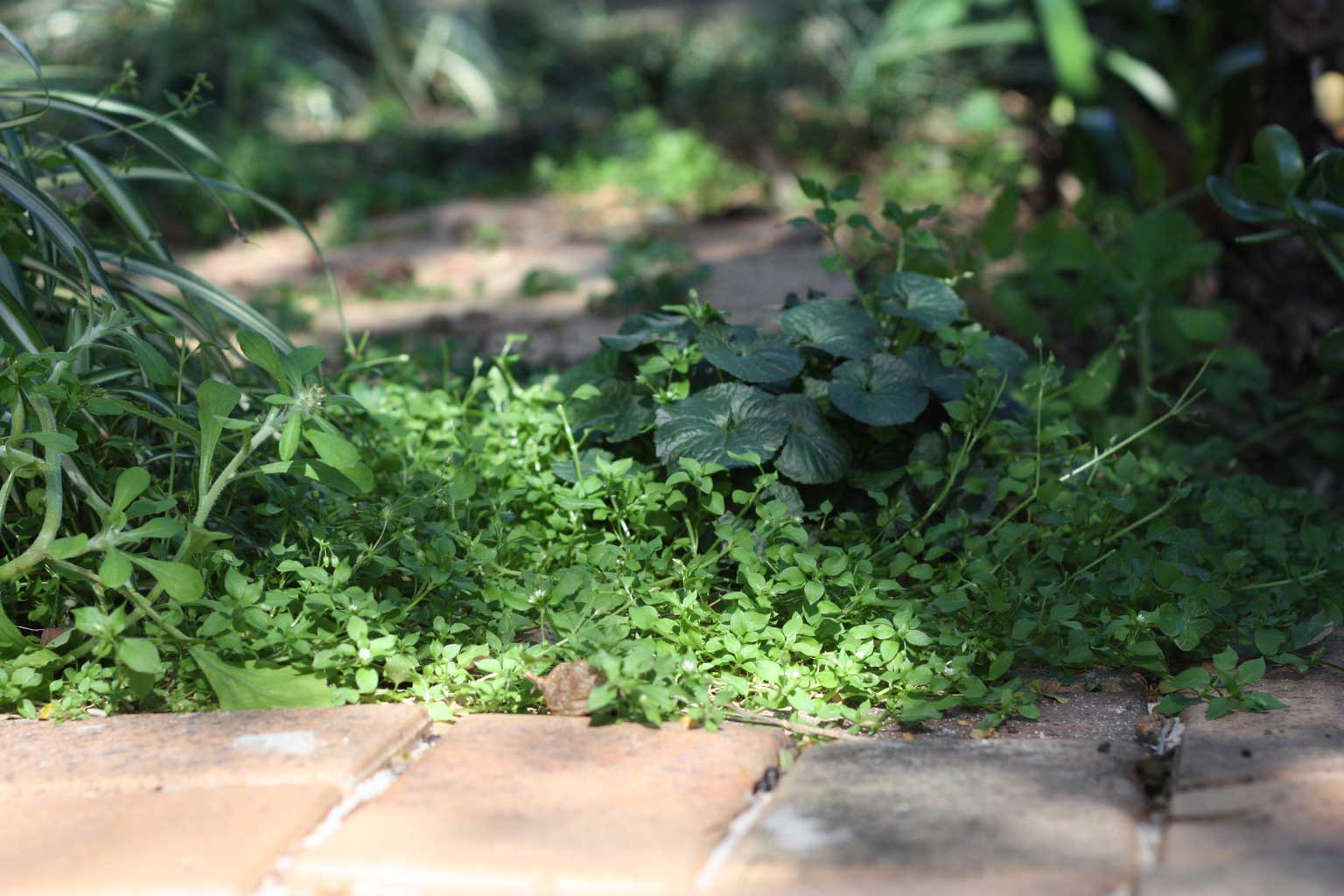 Web_chickweed-in-bricks