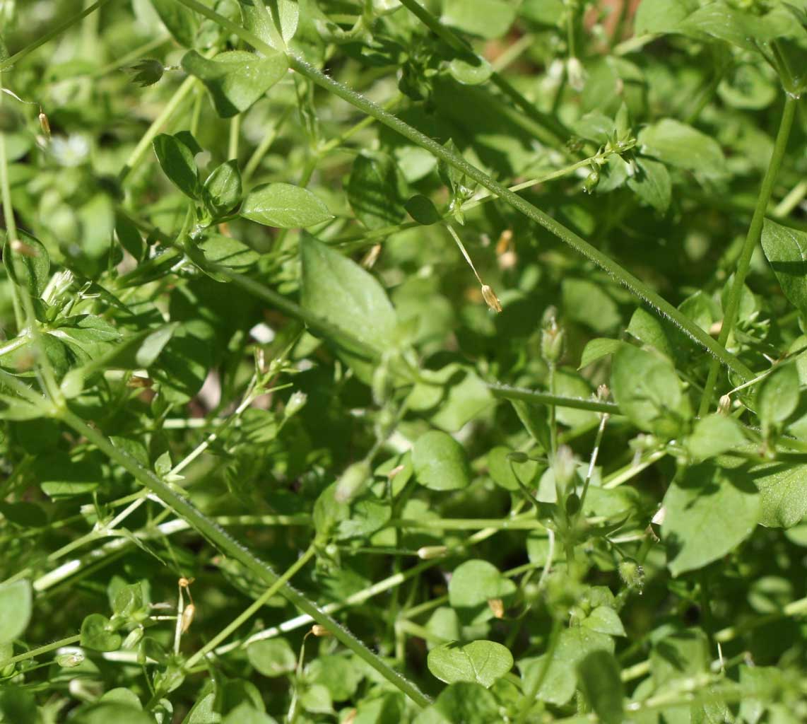 Web_chickweed-stalks