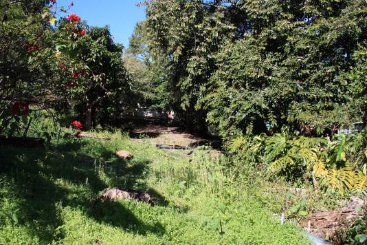 Web_chickweed_neighbour